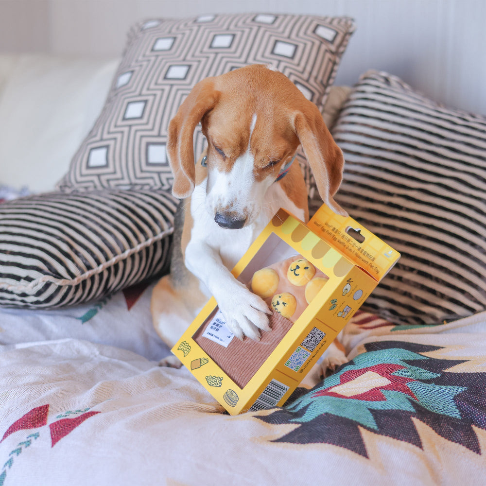 Dog holding a yellow product box on a bed with patterned pillows
